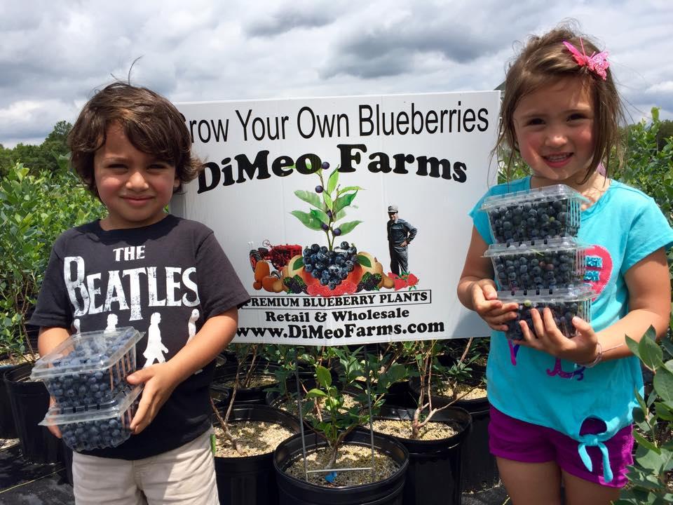 Pictures for DiMeo Farms & Blueberry Plants Nursery in Hammonton, NJ 08037